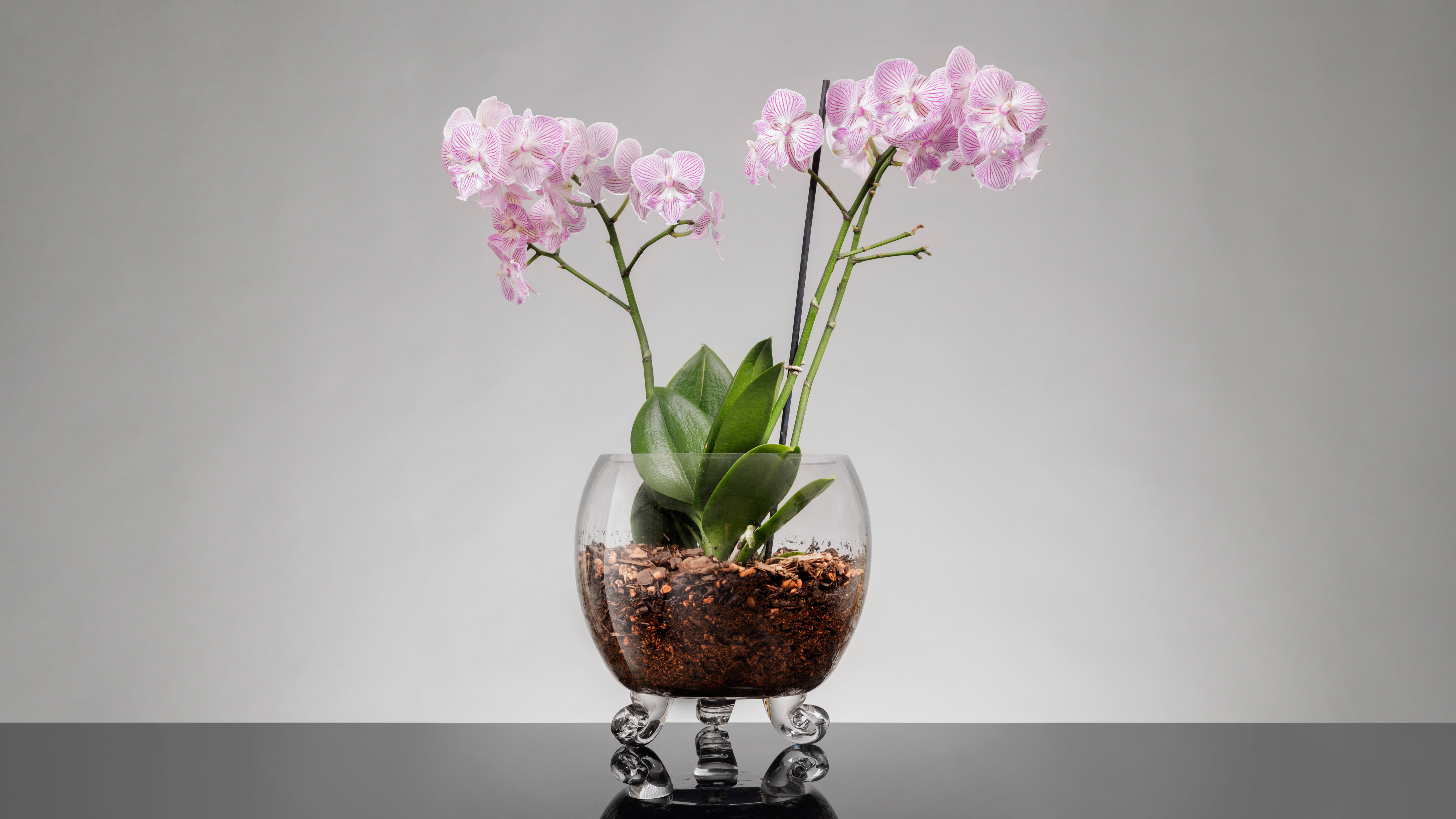 Orchid in a Freyven glass vessel beside a gilded lamp