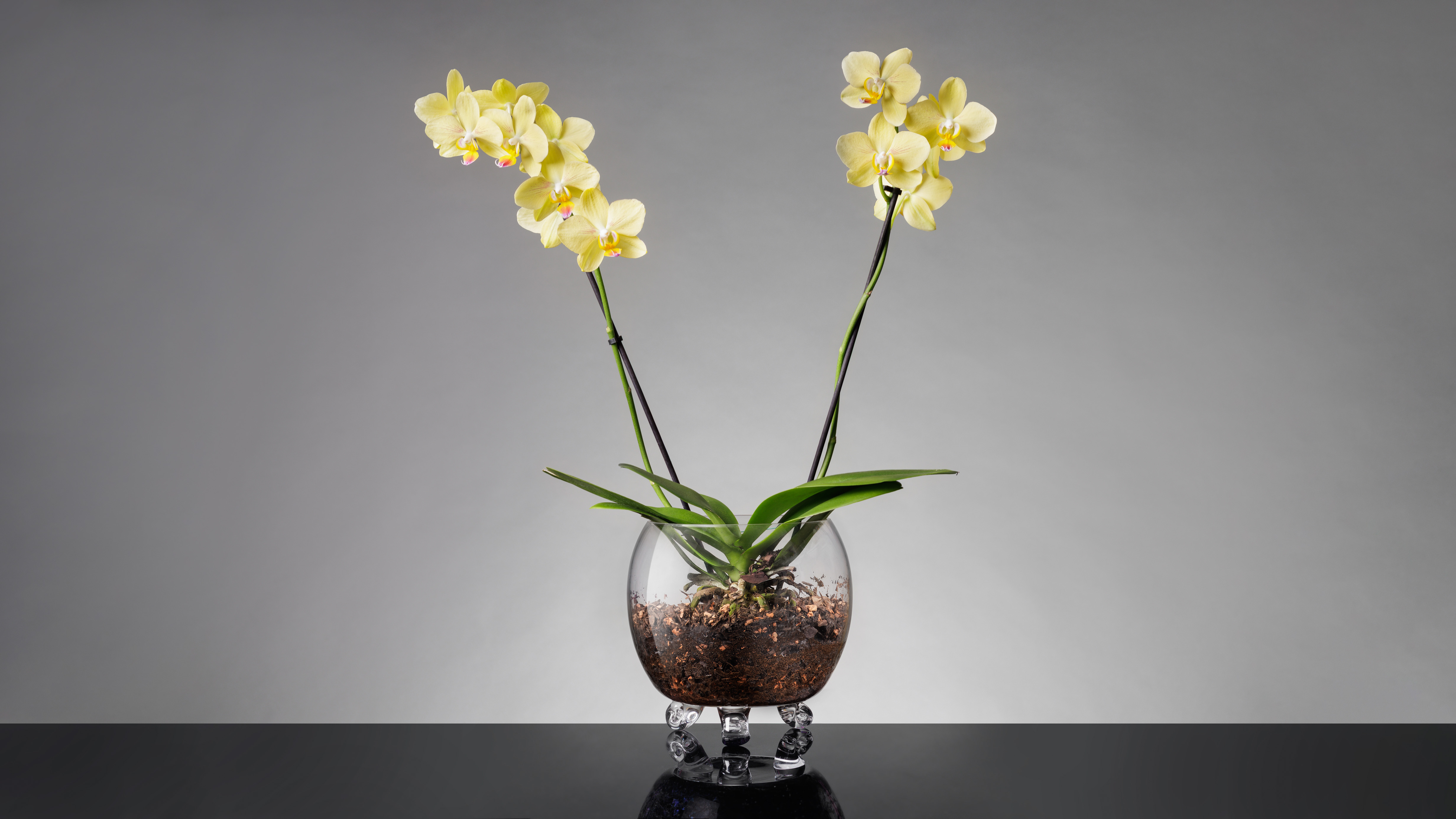 Pink orchid in a Freyven glass vessel against a gilded mirror